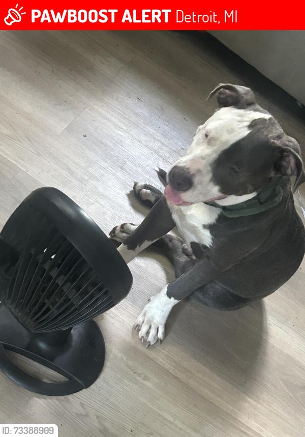 Lost Male Dog last seen Southfield freeway, Detroit, MI 48227