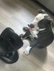 Lost Male Dog last seen Southfield freeway, Detroit, MI 48227