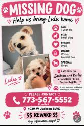Reunited Female Dog last seen W Jackson Blvd & S Karlov Ave, Chicago, IL 60624, USA, Chicago, IL 60624