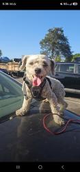 Reunited Male Dog last seen Los Angeles, CA 90015, USA, Los Angeles, CA 90015