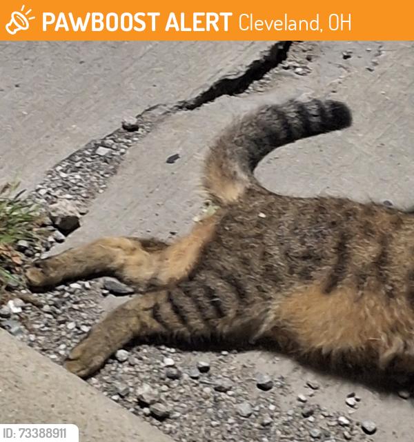 Found/Stray Unknown Cat last seen corner of 117 w st and fortune ave, Cleveland, OH 44111