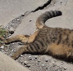 Found/Stray Unknown Cat last seen corner of 117 w st and fortune ave, Cleveland, OH 44111