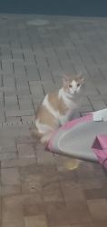 Found/Stray Unknown Cat last seen Paar ests, Port St. Lucie, FL 34953