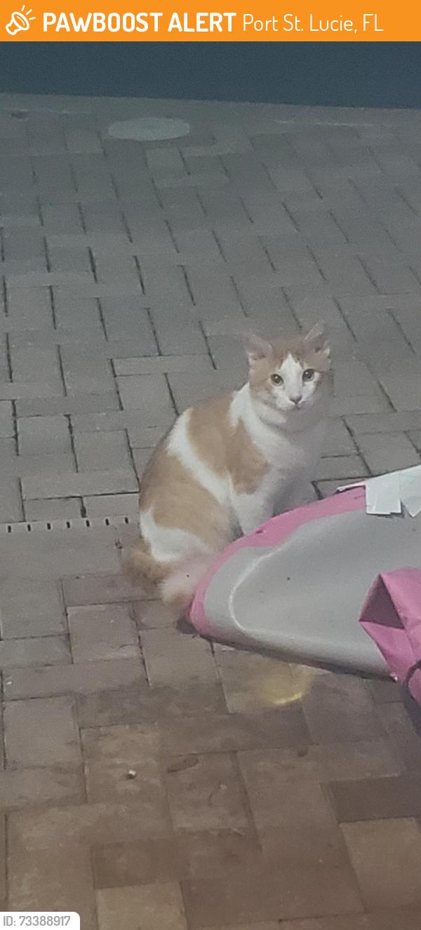 Found/Stray Unknown Cat last seen Paar ests, Port St. Lucie, FL 34953