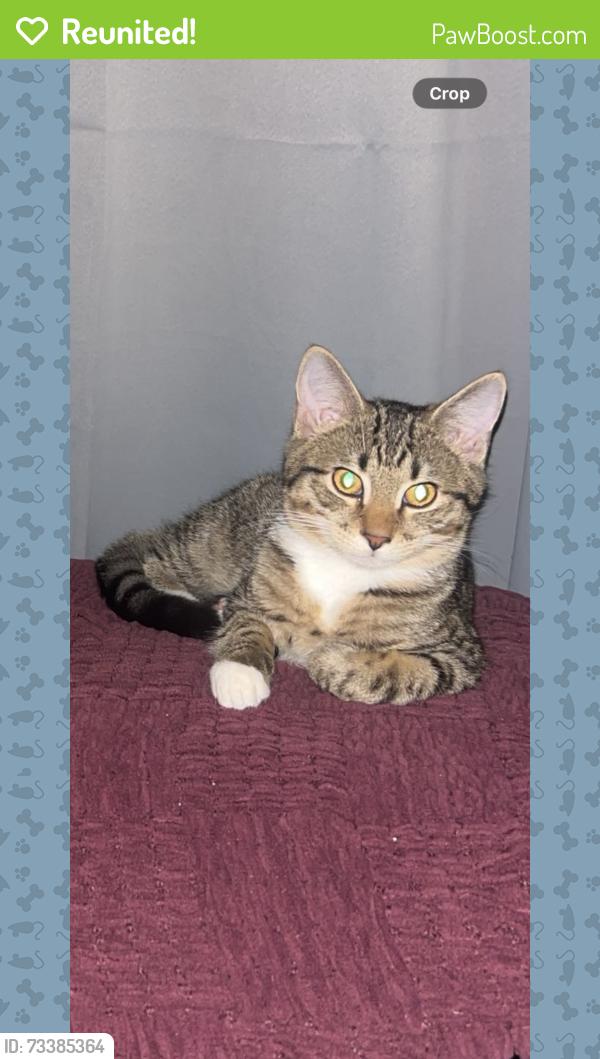 Reunited Male Cat last seen Valley view Baptist church, Knoxville, TN 37917