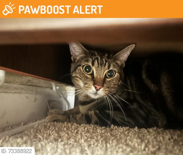 Found/Stray Unknown Cat last seen El Camino Montana, Rancho Santa Margarita, CA 92688