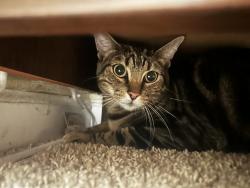 Found/Stray Unknown Cat last seen El Camino Montana, Rancho Santa Margarita, CA 92688
