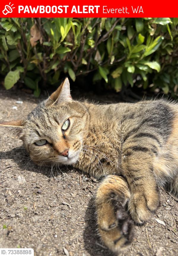 Lost Female Cat last seen cndmniums at Merrill Creek, Everett, WA 98203