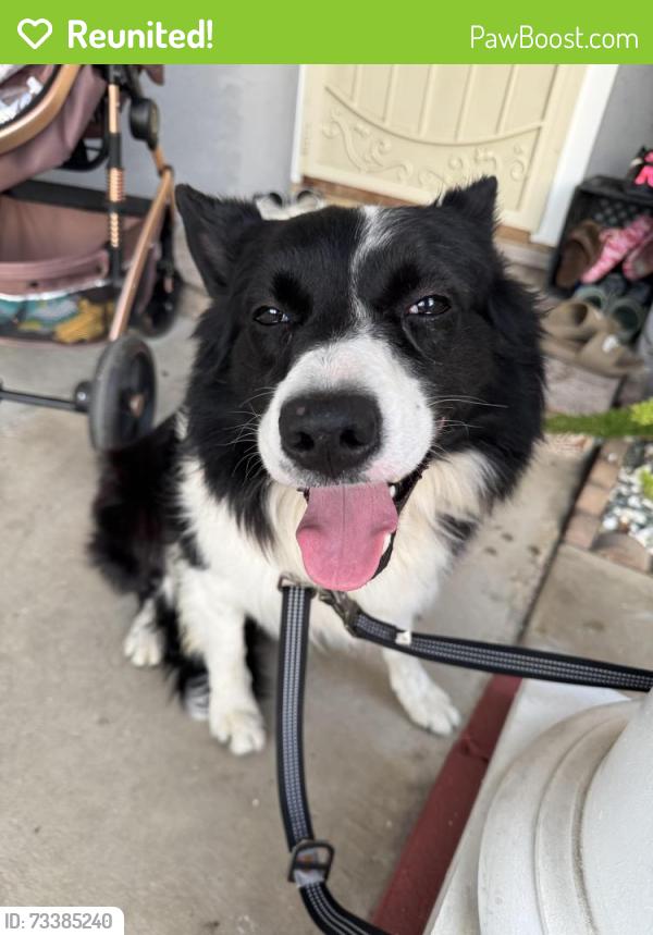 Reunited Male Dog last seen Near cadmill ct, San Jose, CA 95121