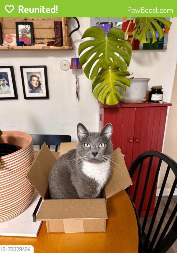 Reunited Female Cat last seen Wedgewood Ave, Los Gatos, CA 95032