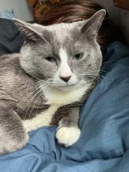 Lost Male Cat last seen Near Abbott Ave N Robbinsdale, MN 55422 United States, Minneapolis, MN 55422