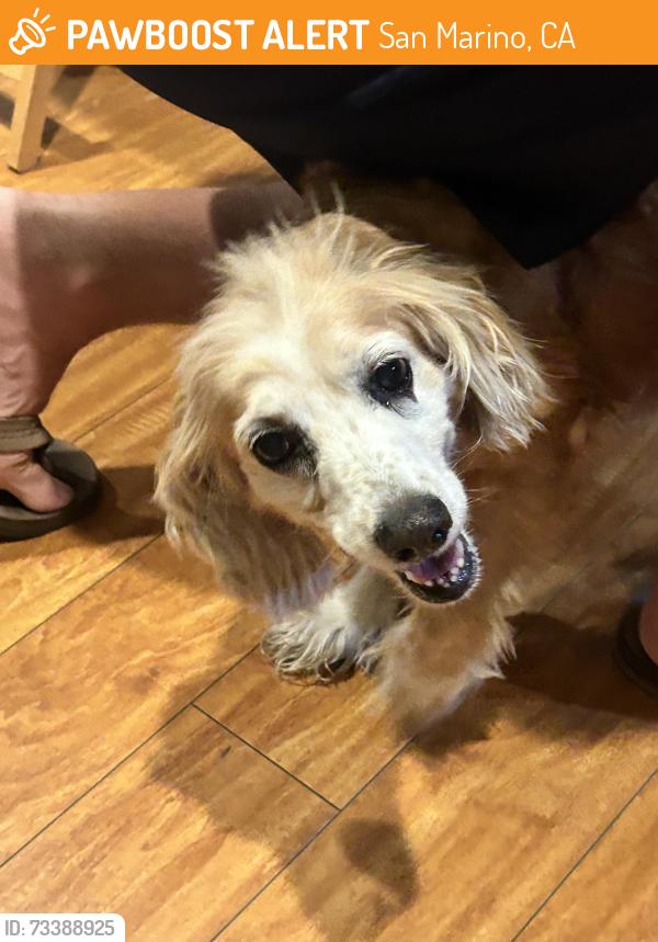 Found/Stray Female Dog last seen El Molino and Winthrop Rd, San Marino, CA 91108