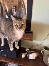 Lost Female Cat last seen Otomi ave/moccasin ave, San Diego, CA 92117