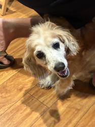 Found/Stray Female Dog last seen El Molino and Winthrop Rd, San Marino, CA 91108