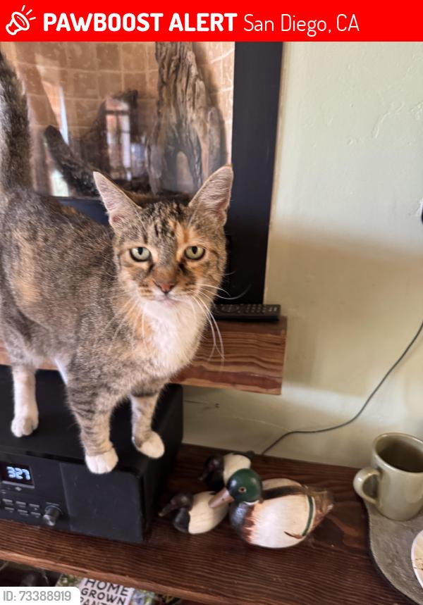 Lost Female Cat last seen Otomi ave/moccasin ave, San Diego, CA 92117