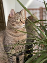 Lost Female Cat last seen DC drive, Eliot, Maine, Eliot, ME 03903