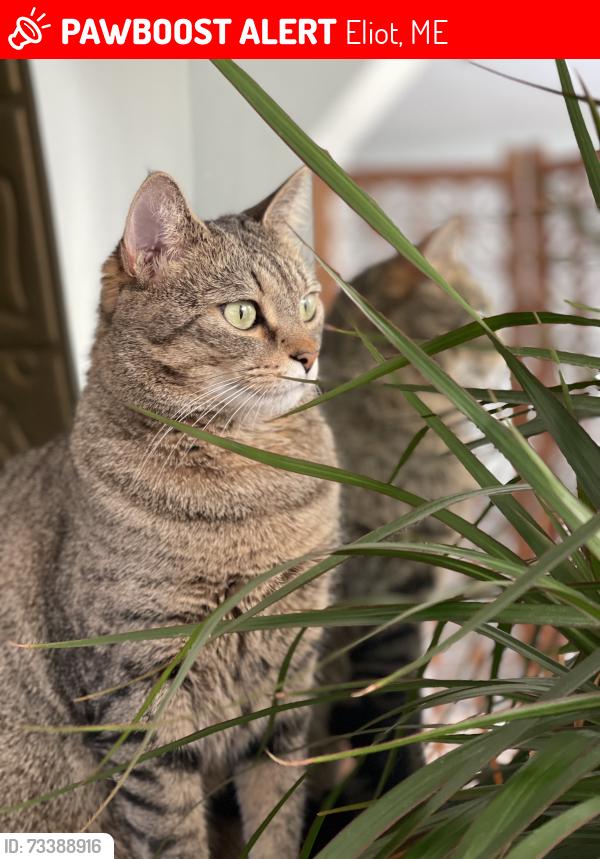 Lost Female Cat last seen DC drive, Eliot, Maine, Eliot, ME 03903