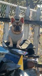 Reunited Male Dog last seen Mini drive, Vallejo, CA 94589