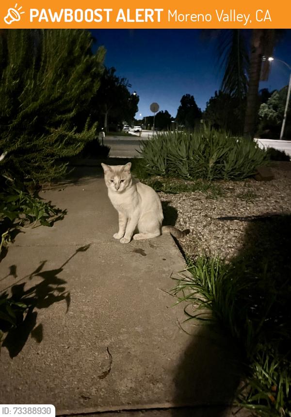 Found/Stray Unknown Cat last seen butterfield elementary dracaea main street big green hse kinda by circle k not reallu, Moreno Valley, CA 92553
