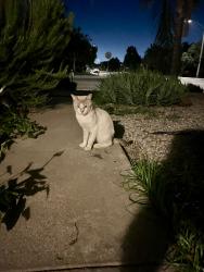 Found/Stray Unknown Cat last seen butterfield elementary dracaea main street big green hse kinda by circle k not reallu, Moreno Valley, CA 92553