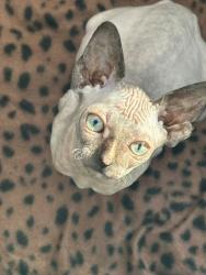 Lost Female Cat last seen Near South Otono St, Pharr, TX 78577