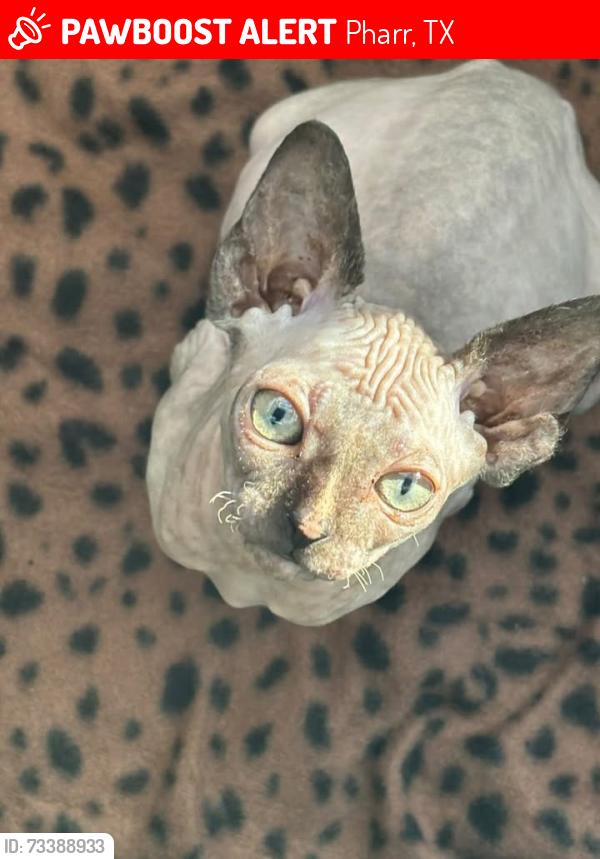 Lost Female Cat last seen Near South Otono St, Pharr, TX 78577