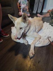 Reunited Female Dog last seen Ballah road, Orient, OH 43146