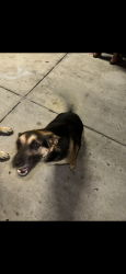 Lost Male Dog last seen Shields and van ness, Fresno, CA 93704