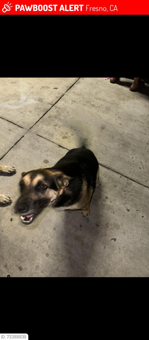 Lost Male Dog last seen Shields and van ness, Fresno, CA 93704