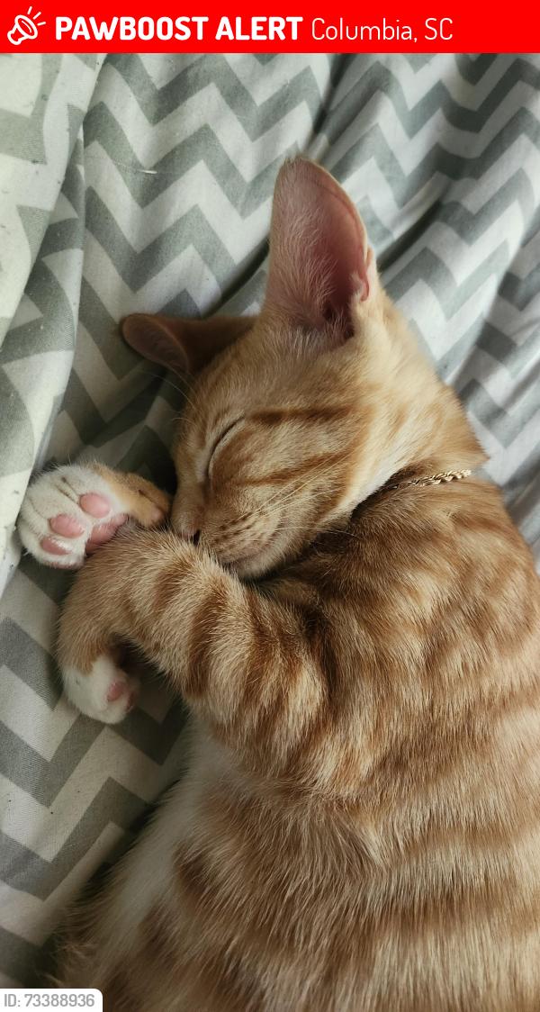 Lost Male Cat last seen Near lynhaven drive, Columbia, SC 29204