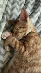 Lost Male Cat last seen Near lynhaven drive, Columbia, SC 29204