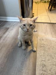 Lost Male Cat last seen Northstar and shooting star, Victorville, CA 92392