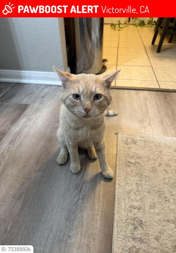 Lost Male Cat last seen Northstar and shooting star, Victorville, CA 92392