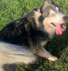Found/Stray Unknown Dog last seen Mason & 529, Cypress, TX 77433