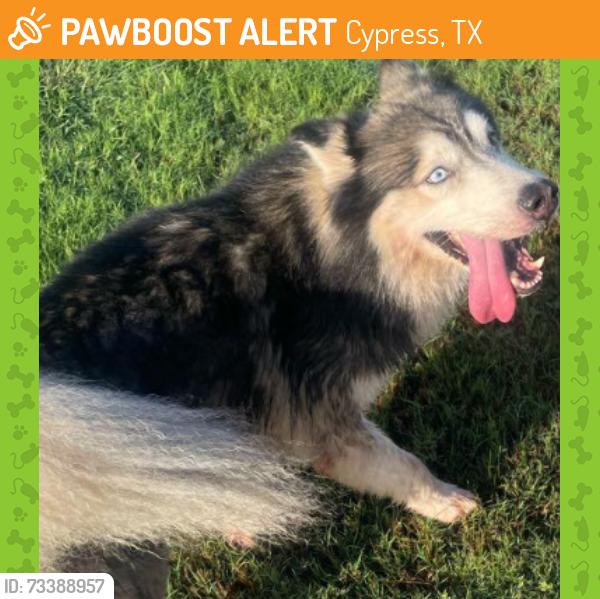 Found/Stray Unknown Dog last seen Mason & 529, Cypress, TX 77433