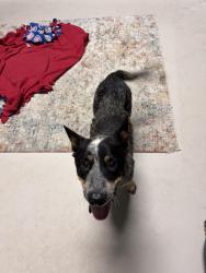 Found/Stray Unknown Dog last seen Moss St Extension, Lafayette Parish, LA 70507