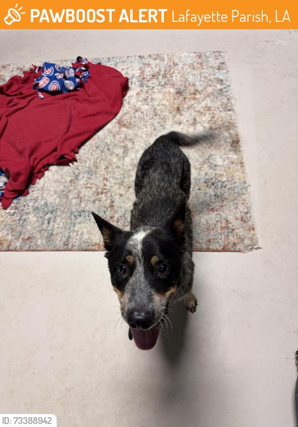 Found/Stray Unknown Dog last seen Moss St Extension, Lafayette Parish, LA 70507