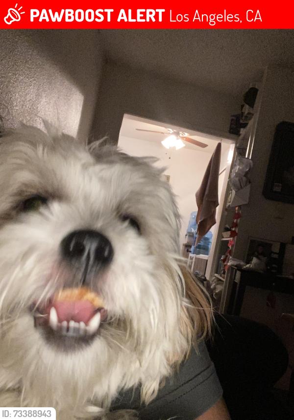 Lost Male Dog last seen Canes, Los Angeles, CA 91496