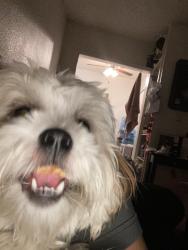 Lost Male Dog last seen Canes, Los Angeles, CA 91496