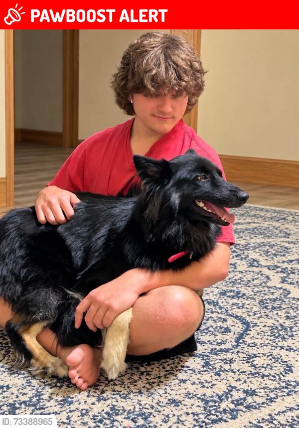Lost Female Dog last seen Hudson Rd, Hwy 301, Orangeburg County, SC 29038