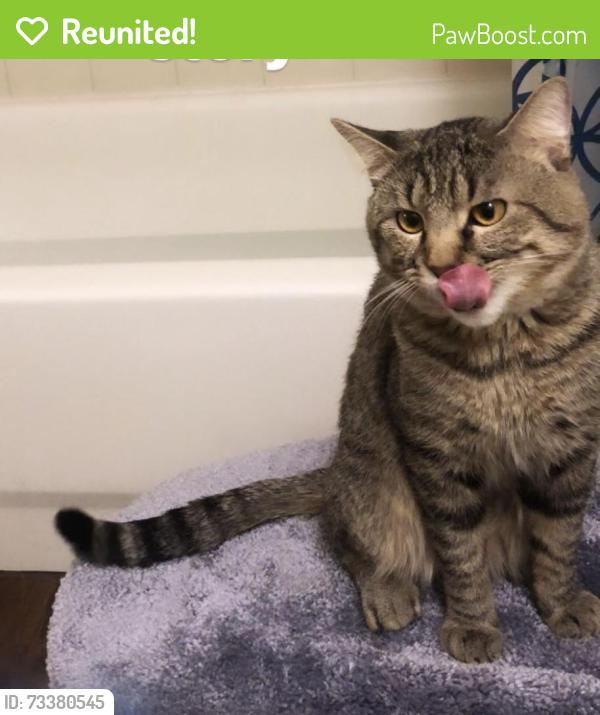 Reunited Male Cat last seen Whitman ave, Shoreline, WA 98133