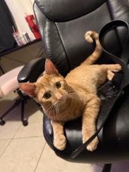 Found/Stray Male Cat last seen On vail street, Albuquerque, NM 87106