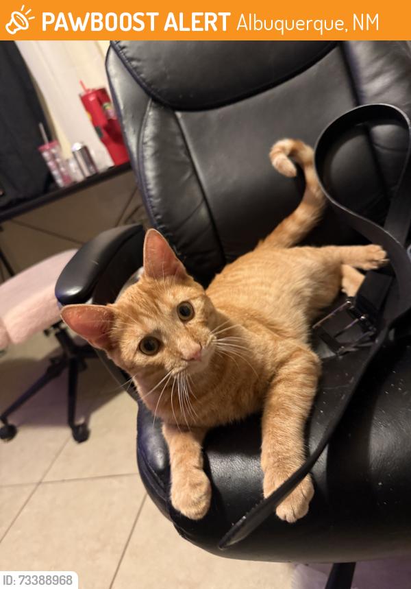 Found/Stray Male Cat last seen On vail street, Albuquerque, NM 87106