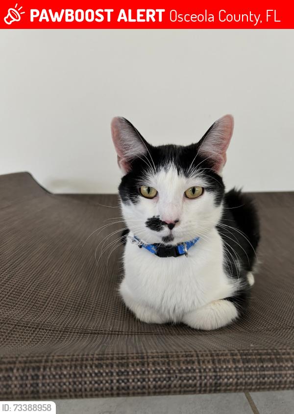 Lost Male Cat last seen Crispin circle, harmony fl 34773, Osceola County, FL 34773