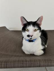 Lost Male Cat last seen Crispin circle, harmony fl 34773, Osceola County, FL 34773