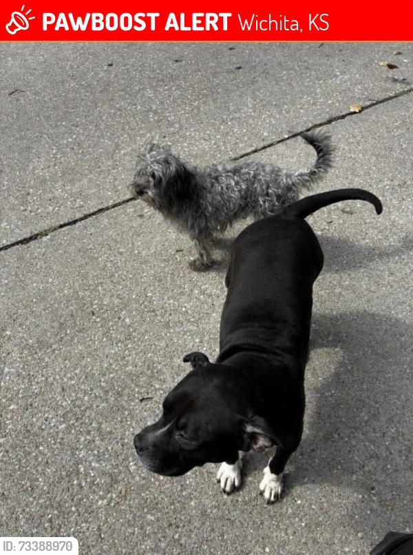 Lost Female Dog last seen Hydraulic & Wassall, Wichita, KS 67216