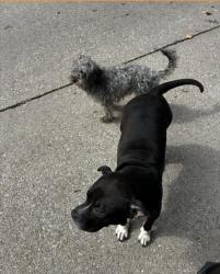 Lost Female Dog last seen Hydraulic & Wassall, Wichita, KS 67216