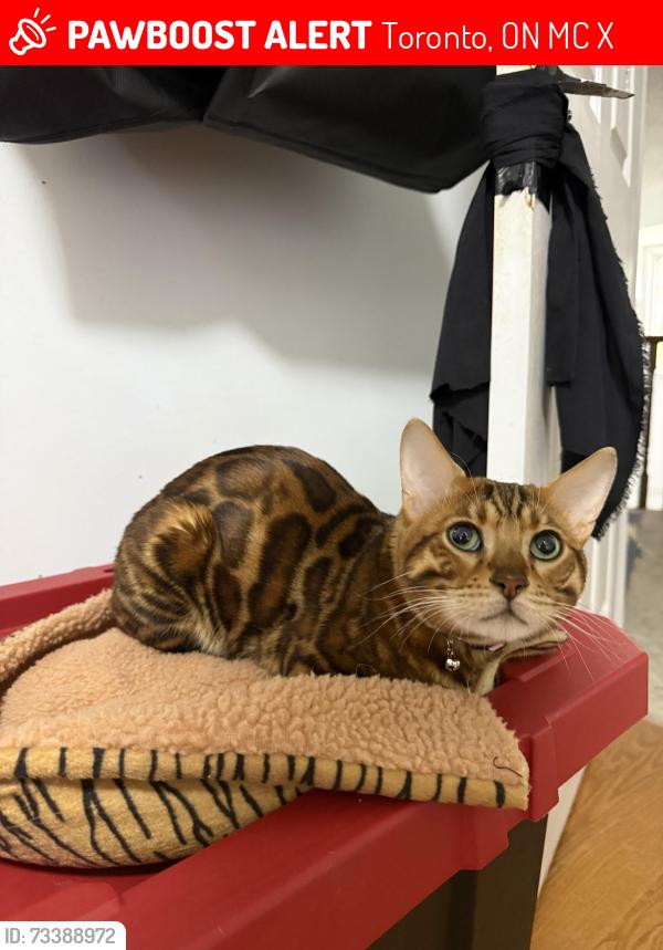 Lost Male Cat last seen Windrush trail, Scarborough, ontario, Toronto, ON M1C 3X9