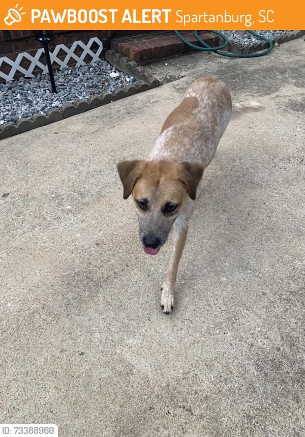 Found/Stray Male Dog last seen Tyler Ct / Belmarc Dr / John B White, Spartanburg, SC 29301