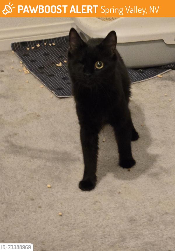 Found/Stray Female Cat last seen Hualapai and Sunset Rd, Spring Valley, NV 89148